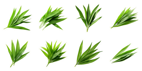 collection of pandan leaves isolated on transparent png background. generative ai