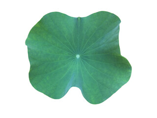 Wall Mural - Isolated waterlily or lotus leaf with clipping paths.	