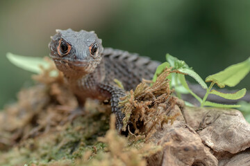 Wall Mural - little dragon from east indonesia, crocodile skink