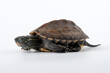 Chinese pond turtles in white background