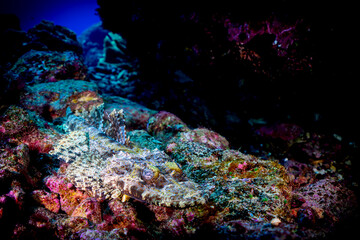 Wall Mural - A crocodile fish resting on the bottom 