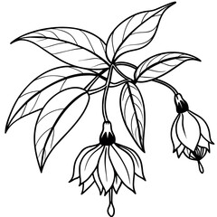 Fuchsia flower plant  outline illustration coloring book page design, Fuchsia flower plant black and white line art drawing coloring book pages for children and adults