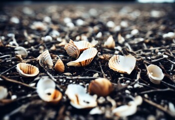 'ground shells Dead dried pattern twigs Background Abstract Texture Food Water Beach Summer Nature Wood Tree Landscape Light Forest White Sea Plant Ocean Tropical Vacation Sand Old Natural'