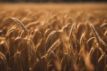 'closeup golden barley wheat plants isolated ear yellow white background gold fresh growth plant natural seed food crop whole harvest farm agriculture corn grain organic farming dry flour bread spike'