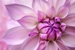 Vibrant pink dahlia flower close-up