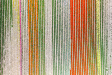 Canvas Print - Aerial view of Orange, green, yellow color Tulip flower fields in the Netherlands.