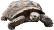 A greek tortoise isolated on white background as transparent PNG, generative AI animal. animals. Illustrations