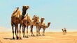 A line of camels standing close together in a sandy desert. animals. Illustrations