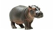 Hippo calf, 3 months old, isolated, Hippopotamus amphibius. animals. Illustrations
