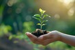 Female hand hold growing seedling Female hand holding tree on nature Growing concept Enviroment concept Copy space