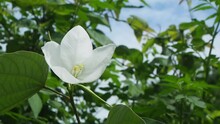 Blooming White Snowy Orchid Tree Flower And Green Leaves Moving By The Wind With Blue Sky And White Clouds In The Background.