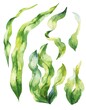 Laminaria algae watercolor illustration set