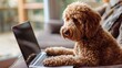© volga - Pensive labradoodle using a laptop at home