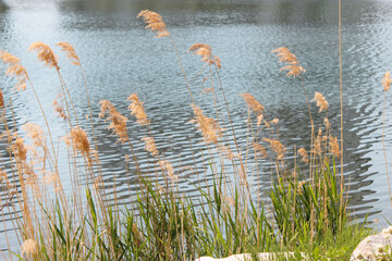 reeds in the water