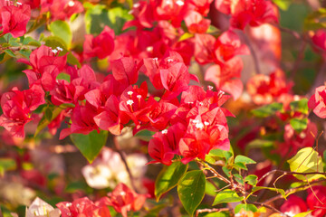 Sticker - Red flowers on a tree. Nature in the tropics