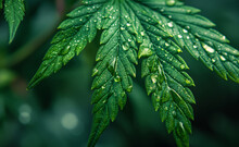 Water Droplets On A Cannabis Leaf
