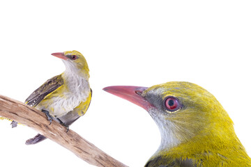 Sticker - young oriole isolated on a white background.