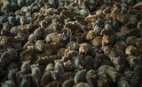 Fototapeta Mapy - Swarm of Rats: A Plague of Rodents