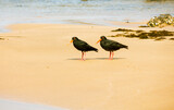 Fototapeta  - Pair of Sooty Oyster Catchers on the Beach