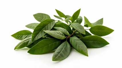 Canvas Print -  Freshly harvested basil leaves ready for culinary delight