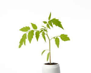 Wall Mural - Young seedlings of tomato in pot isolated on a white background. Green seedling of fresh tomatoes plant