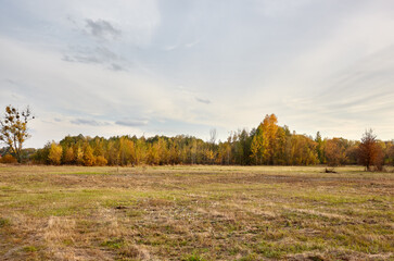 Wall Mural - Colorful forest against the sky and meadows. Beautiful landscape of trees and blue sky background