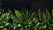 Green tropical plant with black background