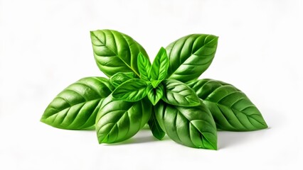 Sticker -  Fresh basil leaves perfect for culinary delights