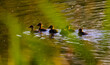 Wild duck ducklings on a lake in the park. 
Ducklings are always together. They learn to navigate their body of water. 
Wild duck ducklings on a lake in the park.