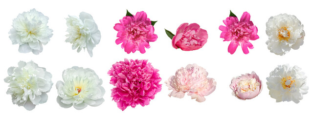 White and Pink Peonies Set.Different Flowers in Set. Pink buds of peonies flowers isolated on white background. Set of blooming lush peonies for design