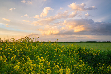 Wall Mural - colorful evening sky over the dutch countryside one evening in april