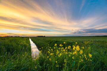 Wall Mural - beautiful view of colorful cirrus clouds over a ditch in dutch countryside with flowering rapeseed i