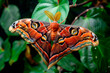 A vibrant Atlas moth butterfly, wing with eye-like markings and orange-brown hues rests among the foliage of a garden.
