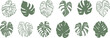 Monstera leaf illustration set, isolated hand drawn tropical leaves, silhouette and line art