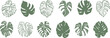 © Kati Moth - Monstera leaf illustration set, isolated hand drawn tropical leaves, silhouette and line art