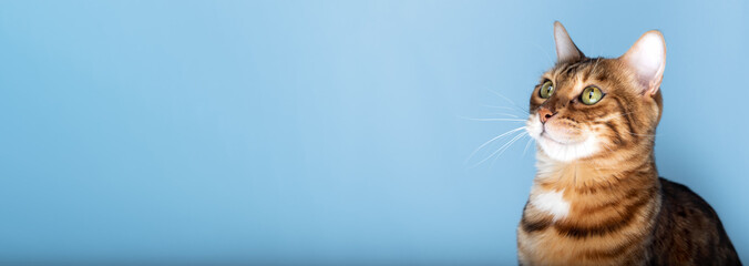 Wall Mural - Head shot of a Bengal cat on a blue background.