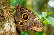 Beautiful Wood Brown Eye butterfly rests among the foliage of a garden