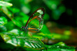 Beautiful transparent butterfly rests among the foliage of a garden
