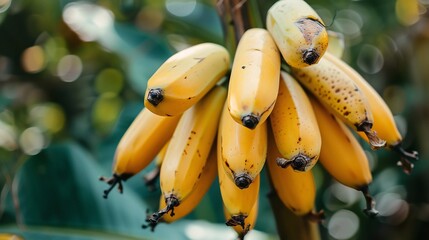 Nature background with a ripe bananas.