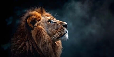 Wall Mural - The Noble and Regal Profile of a Majestic Lion Framed by its Elegant Mane Against a Dramatic Dark Background Embodying Power and Grandeur