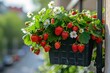 A potted strawberry plant blooming in a balcony planter.