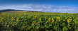 Sunflower field and rural landscapes in the distance, beautiful sky
