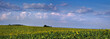 sunflower field, panoramic view and beautiful sky with clouds