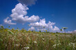 beautiful meadow with various herbs in summer time, summer and wild vegetation under a beautiful sky