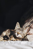 Fototapeta Do pokoju - Adorable chaton tigré gris à la maison