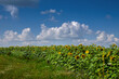 Sunflower field and rural landscapes and beautiful sky with clouds