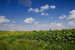 Panoramic view at rural landscapes, sunflower field and beautiful sky