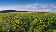 Panoramic view of sunflower field and patches of fields in the distance with sky with clouds