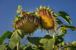 two sunflower heads that ripen in late summer