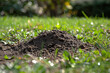 A mole hill on the lawn in the garden